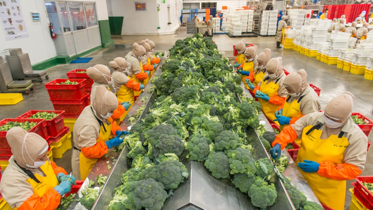 Provefrut. La mayor dinámica de este sector proviene de esta industria, la mayor procesadora y exportadora, con un 60% de participación.