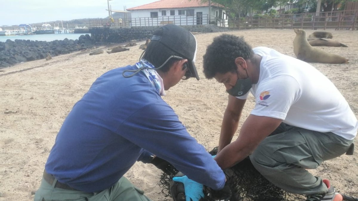 En Galápagos el ECU-911 coordinó la ayuda para un lobo marino que tenía un objeto en su cuello.
