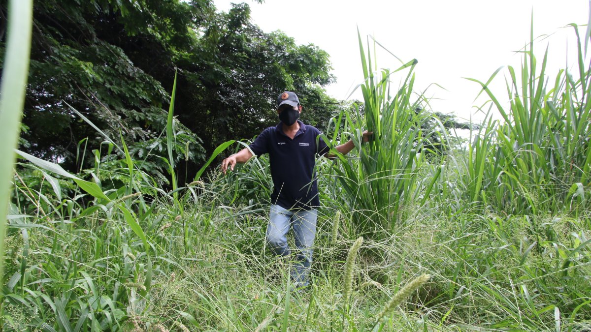 La maleza supera los dos metros de altura en el terreno abandonado