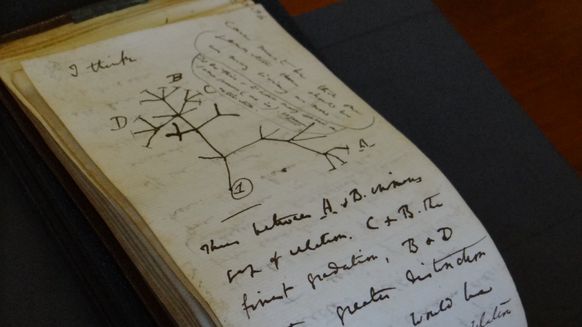 Detalle de las páginas de los dos cuadernos del naturalista Charles Darwin (1809-1882).