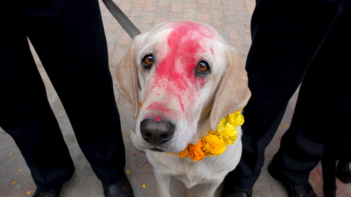 Un perro de raza Labrador mira a la cámara tras una ceremonia de culto a los canes en la Escuela Central de Entrenamiento de Perros Policía durante el Diwali, en Katmandú (Nepal)