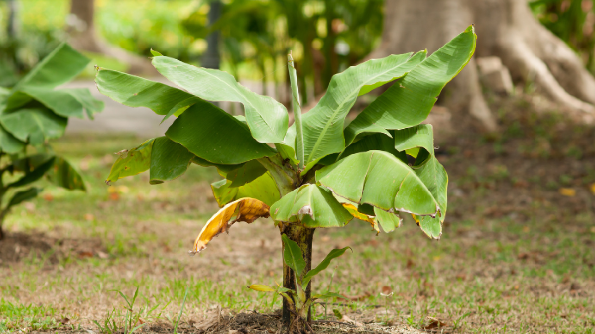 La variedad es tipo Cavendish.
