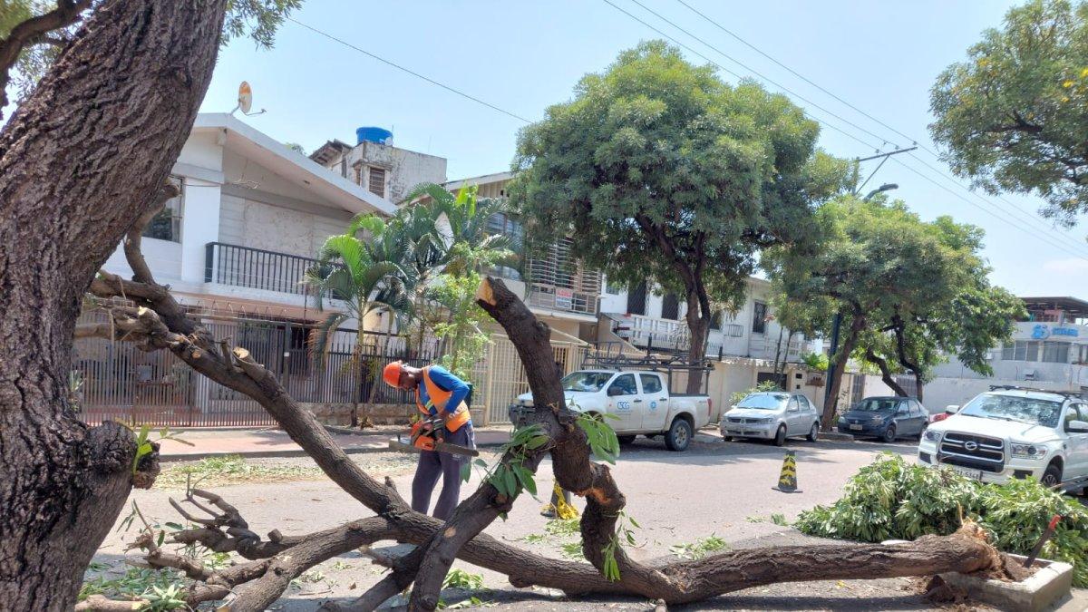 Hecho. El árbol se levantaba en una de las jardineras de la intersección.