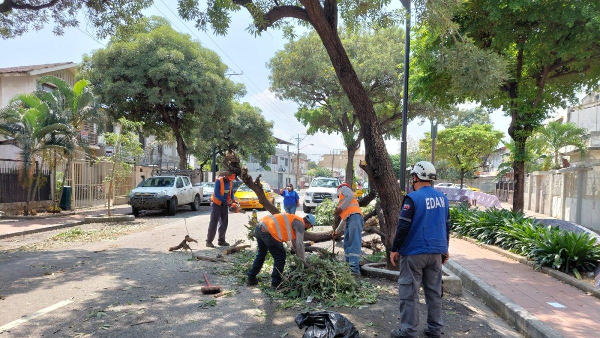 Hecho. El árbol se encontraba en una de las jardineras de la intersección.