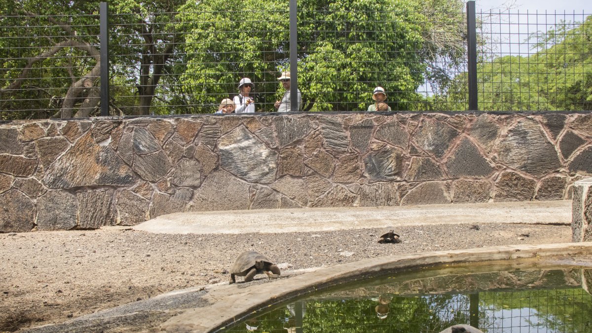En el centro de crianza de Isabela, visitantes observan a varias tortugas, detrás de unas mallas que se instalaron el año anterior.