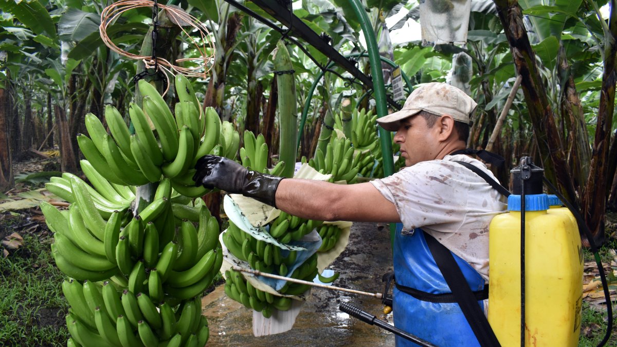 Experimentos. Bananeras de Mariscal Sucre llegan a aplicar hasta diez ciclos de fumigación con los nuevos productos. Allí hay fincas que se han reconvertido con buen resultado en producción.
