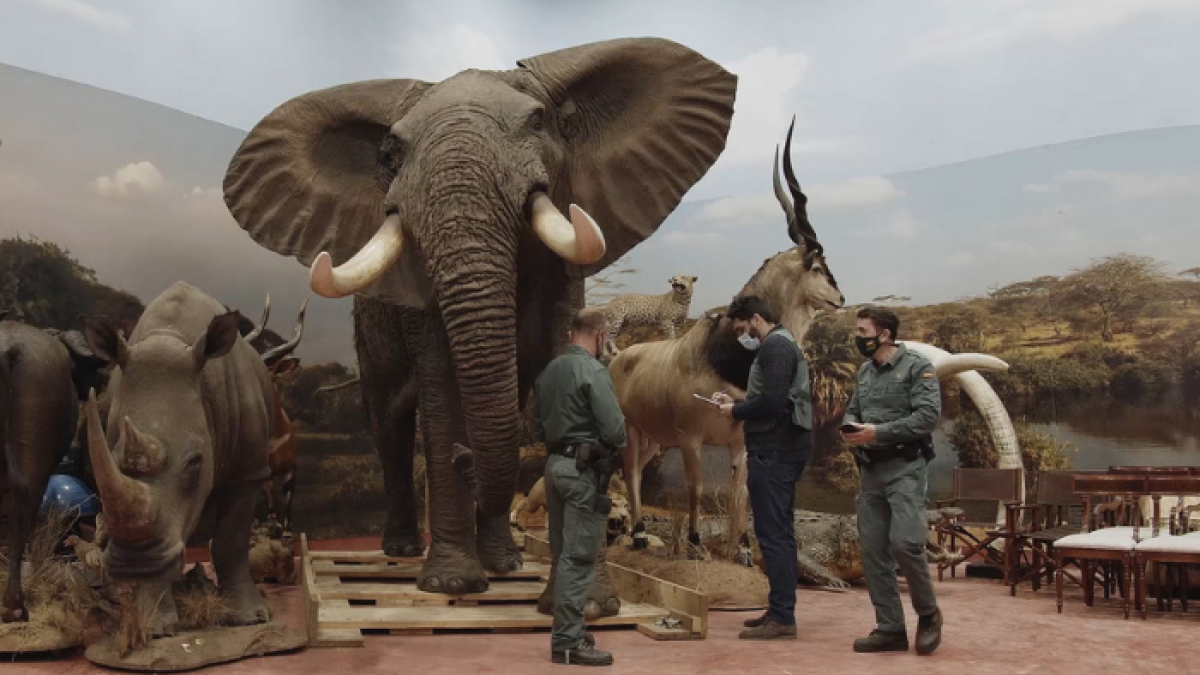 Entre los ejemplares se encontraron animales con diversos niveles de protección