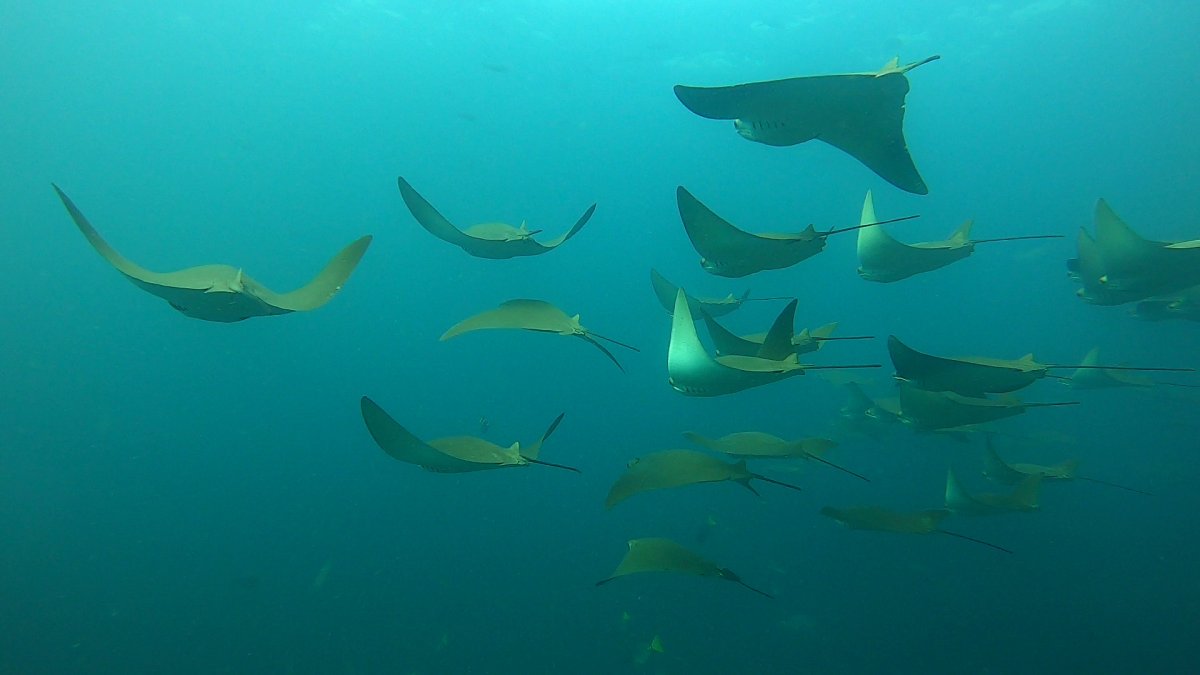 Fotografía cedida por el Parque Nacional Galápagos de un grupo mantarrayas en el archipiélago de Galápagos (Ecuador).