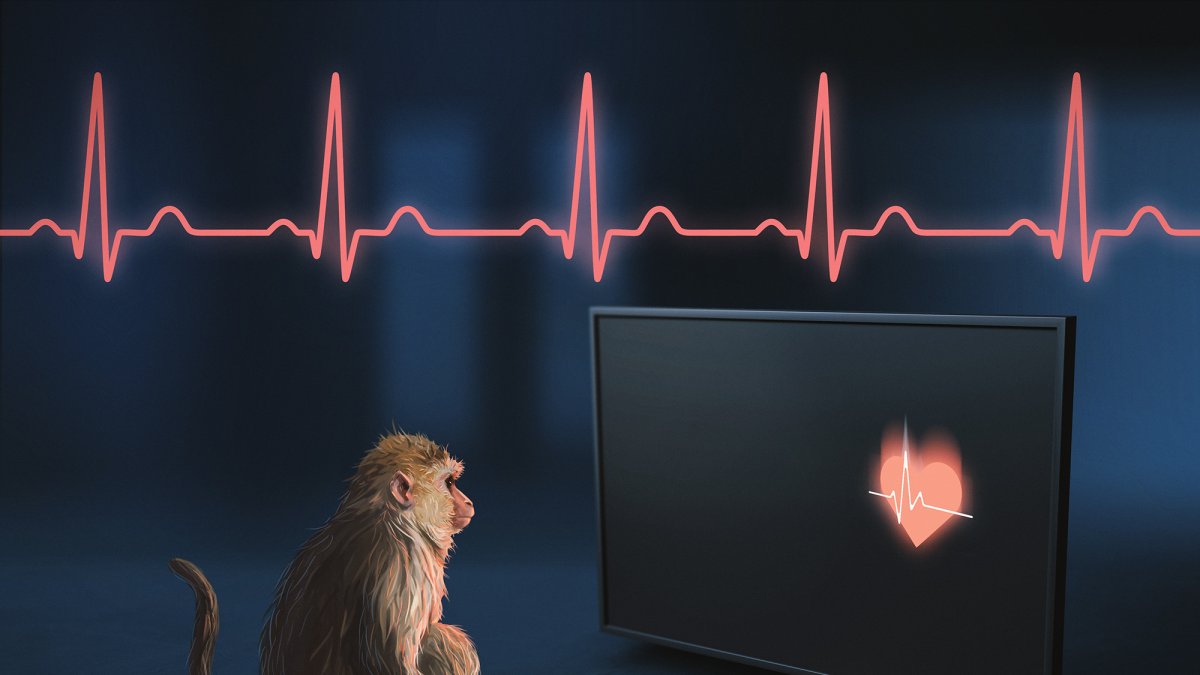 Los macacos rhesus son capaces de percibir los latidos de su propio corazón, según un nuevo estudio.