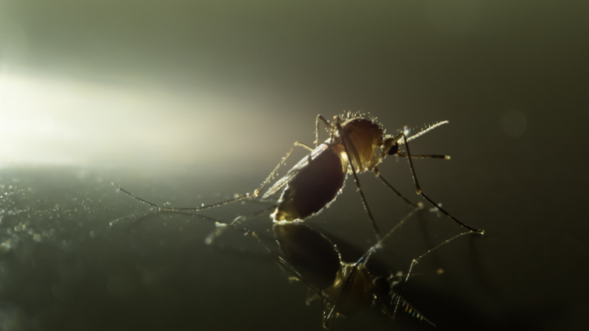 Este virus es transportado por mosquitos y los síntomas de la infección suelen ser leves en los adultos.