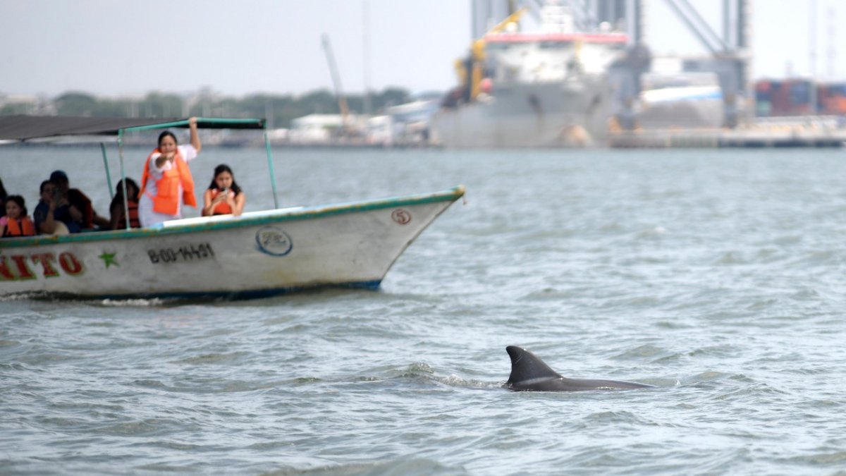 La comunidad y las autoridades busca activar acciones para la conservación de esa especie.
