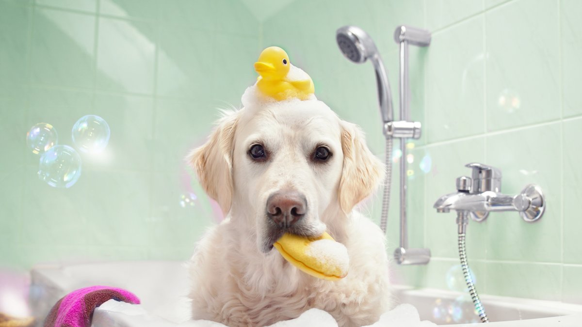 Es importante consultar con el veterinario sobre el baño adecuado para cada caso.