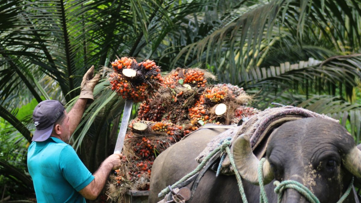 En San Lorenzo unas 30.000 hectáreas se han resembrado con la nueva variedad