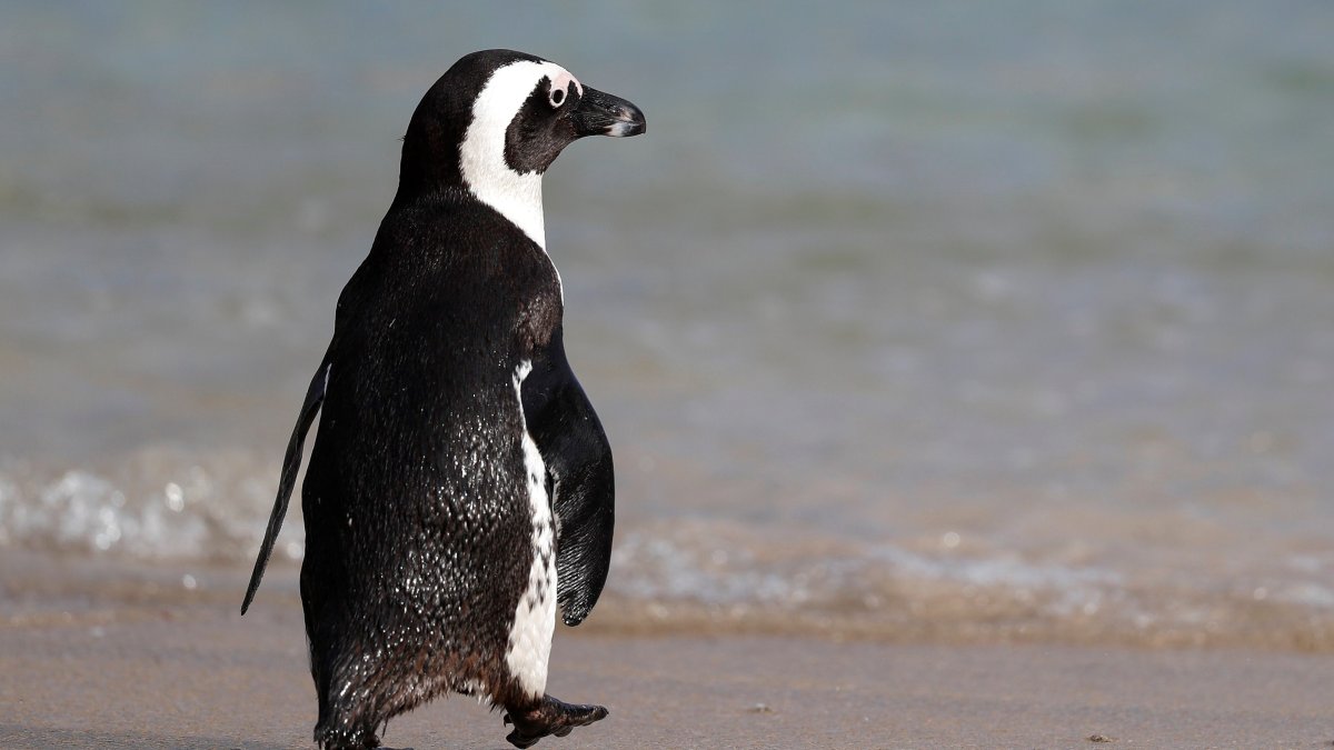 Un pingüino se adentra en el mar en la playa Boulders en Ciudad del Cabo (Sudáfrica).
