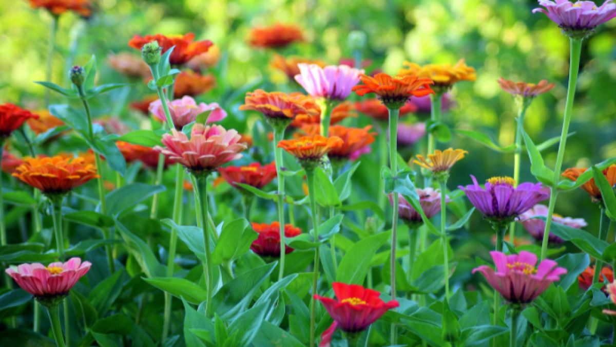 Sector florícola en Ecuador.