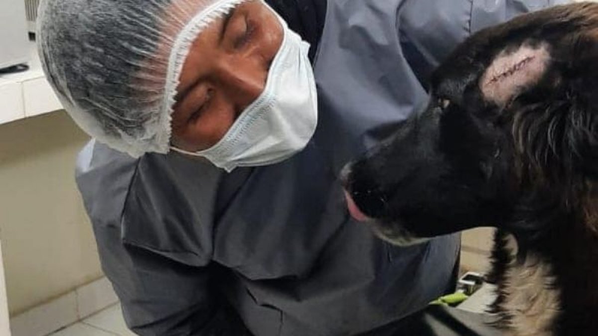 El animal recibió las puñaladas y ahora se encuentra en recuperación