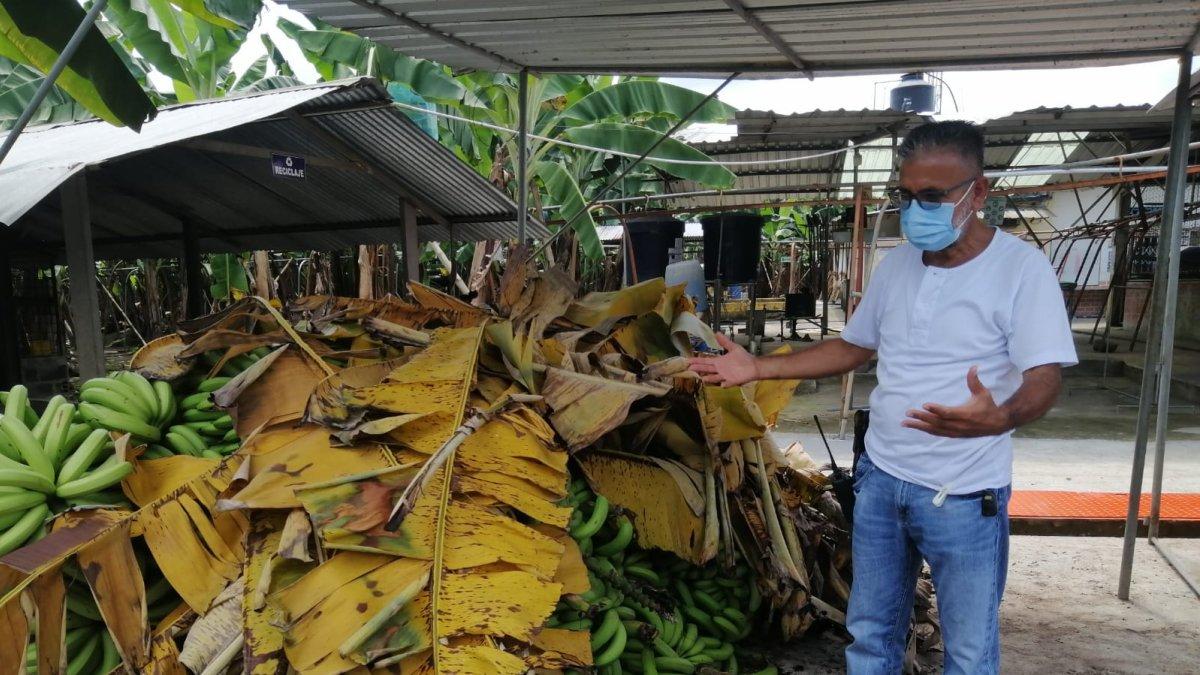 Los Ríos. Algunos productores ven con impotencia cómo se madura la fruta que no pueden comercializar.