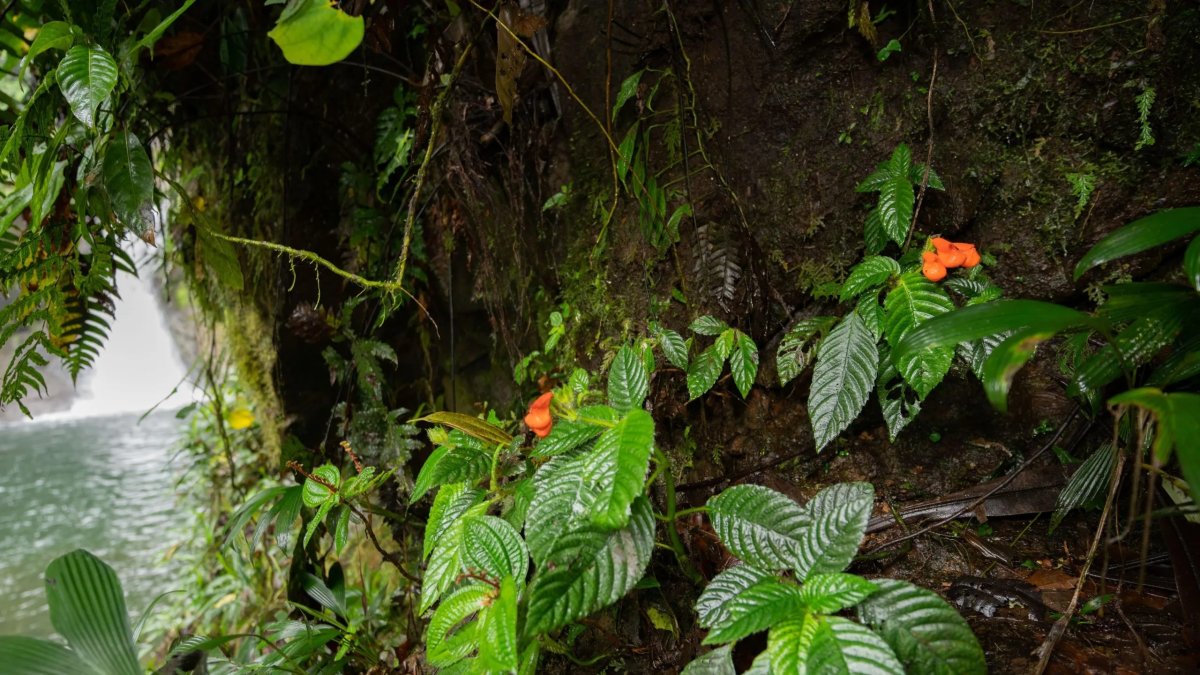 Fotografía cedida por Riley Fortier que muestra plantas 