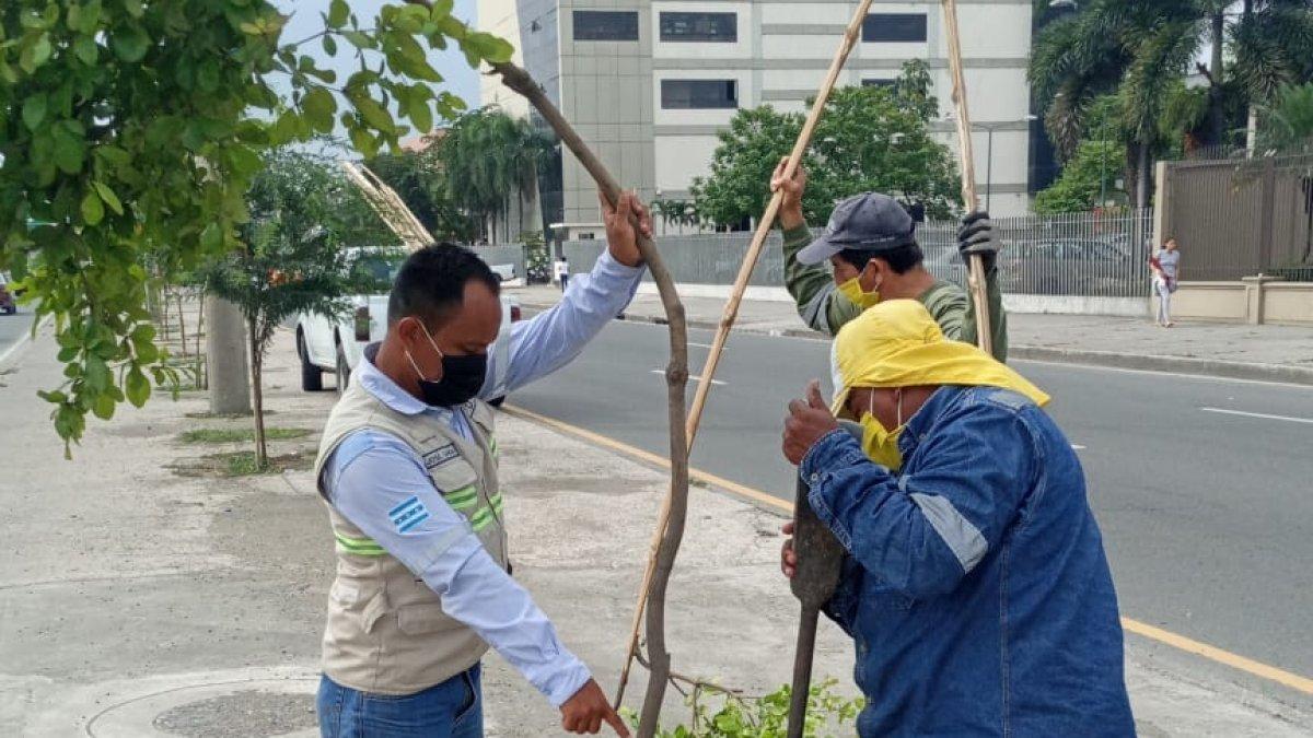 Personal municipal se encargó de levantar y enderezar los árboles que resultaron afectados.