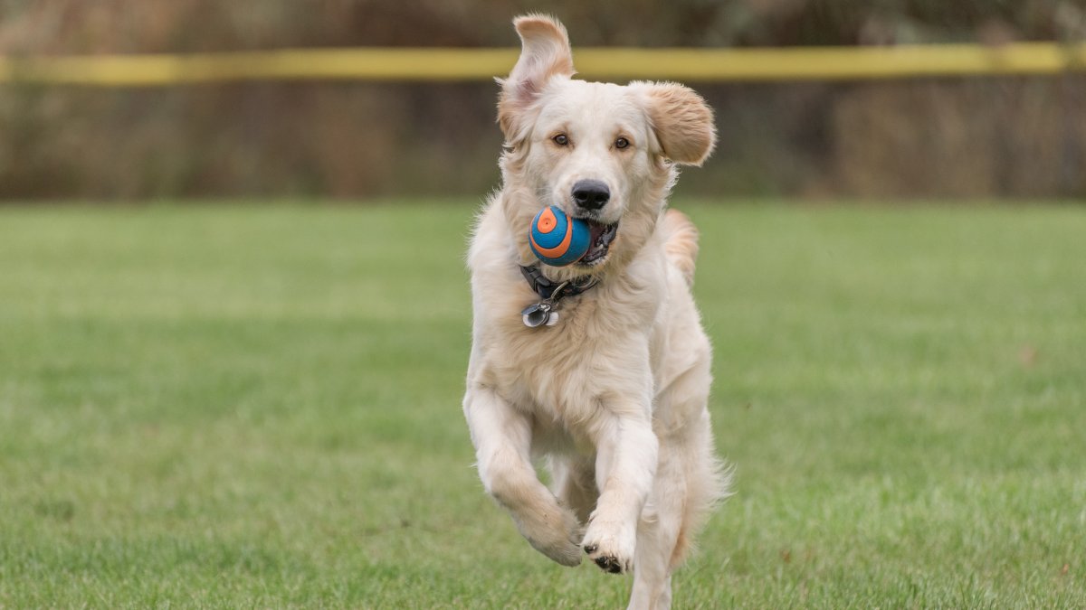 Hay que saber escoger el perro que se adapte al estilo de vida de cada uno.