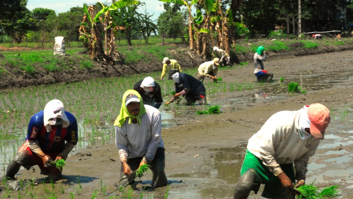 En el cultivo agroecológico se pone una plántula cada 25 centímetros.