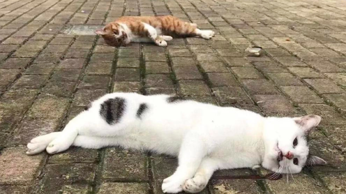 Ciudadanos han abandonado y tirado a sus gatos por ventanas por el temor a contraer covid.