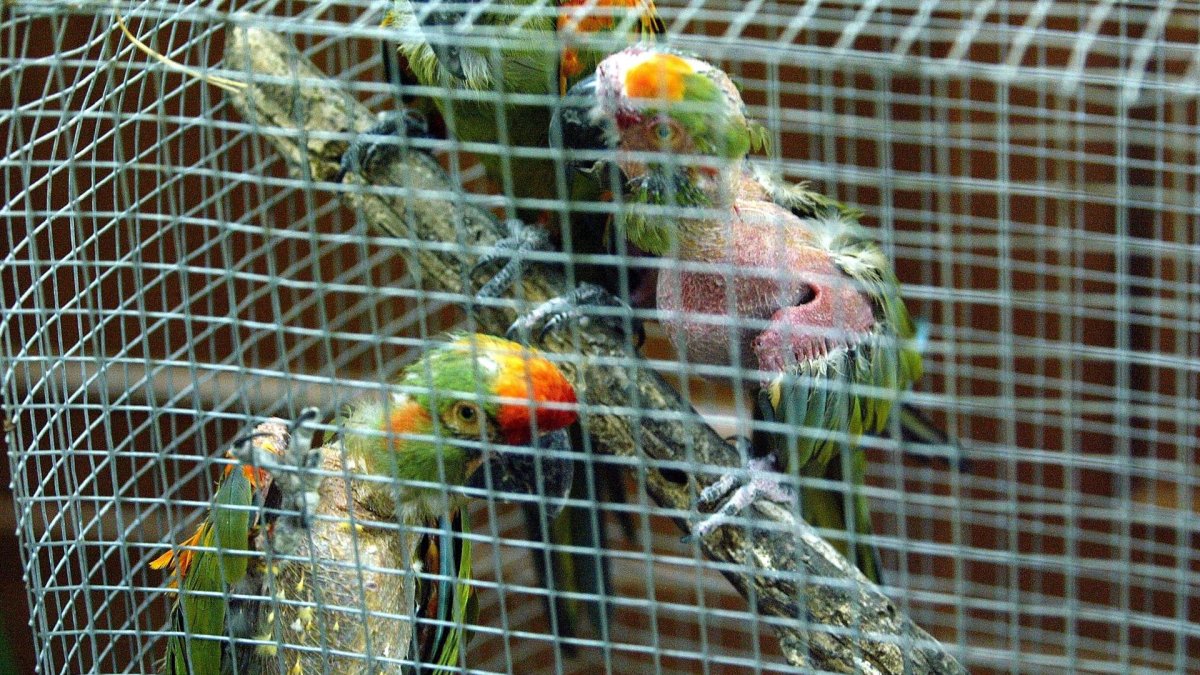 El World Wildlife Seizures (World WISE), o listado de las incautaciones mundiales de vida silvestre, es una base de datos que contiene información de casi 180.000 confiscaciones en 149 países y territorios. En la imagen un registro de archivo de una jaula con aves traficadas ilegalmente.