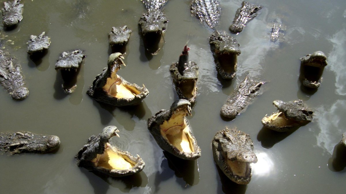En la imagen de archivo, cocodrilos siameses en una granja de Hoaca, en Ho Chi Minh.