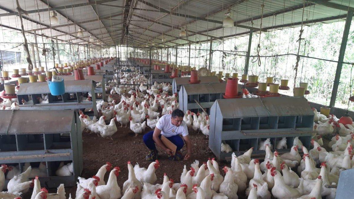 La industria avícola colocó en el mercado 255 millones de pollos, el año pasado.