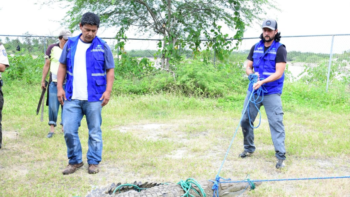 Instante en el que el cocodrilo fue capturado, previo a ser liberado.