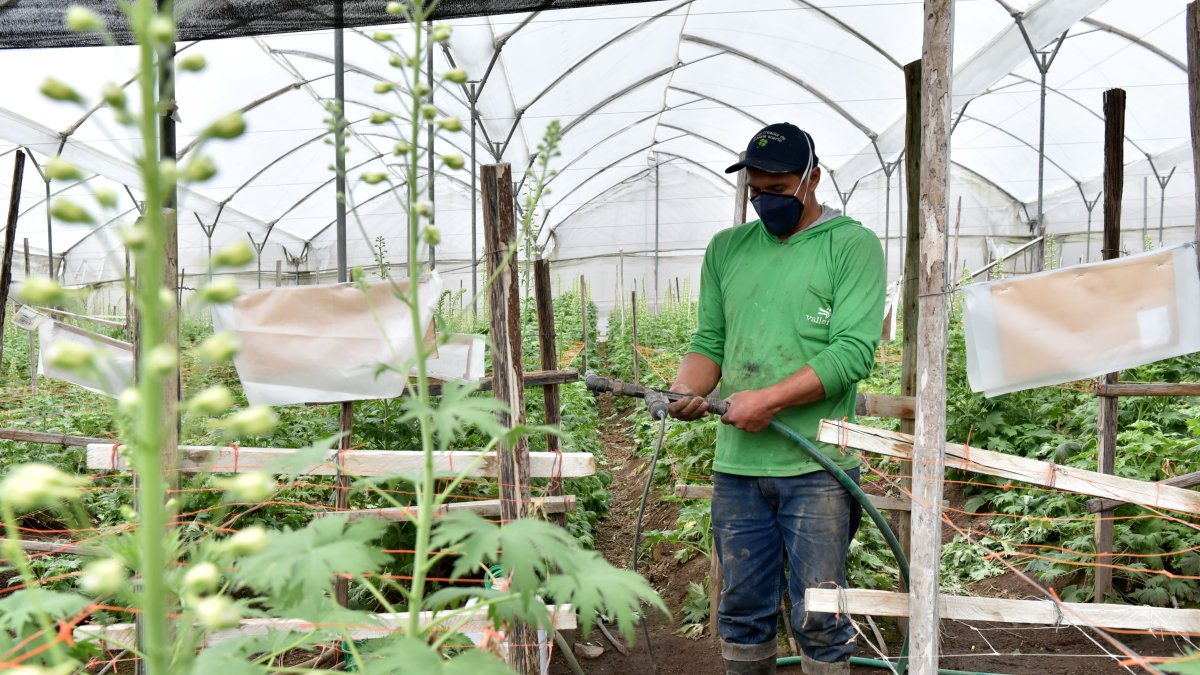 Hacienda.- Trabajos en la hacienda Valle Flor.