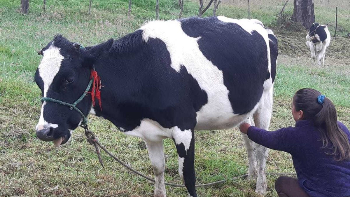 Finca.- Una persona prepara a la vaca para la extracción de leche.