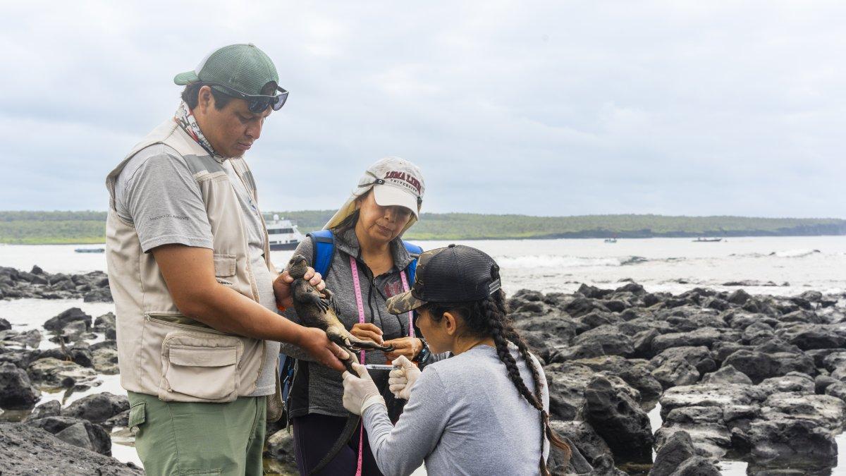 Acciones. Personal del Parque Nacional Galápagos en revisión de campo.