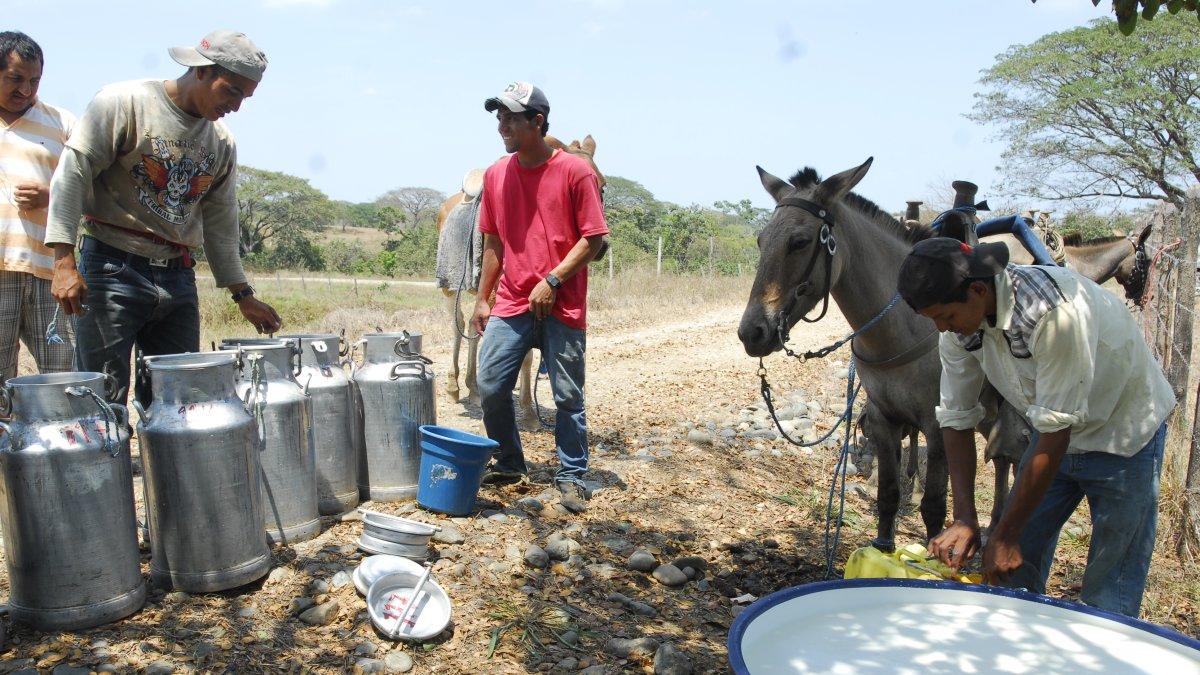 Trabajo.- Tres personas trabajan en la extracción de leche en una hacienda de Balzar.