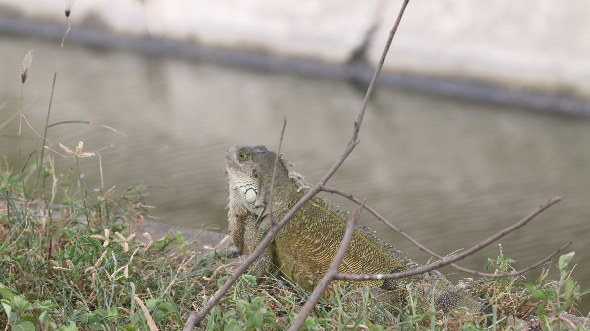 Es muy común ver iguanas en el lugar