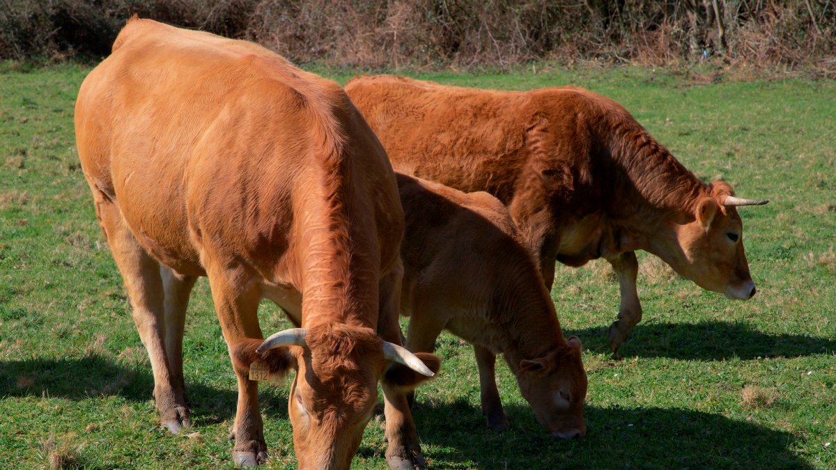 Imagen de archivo de unas vacas pastando en un prado.