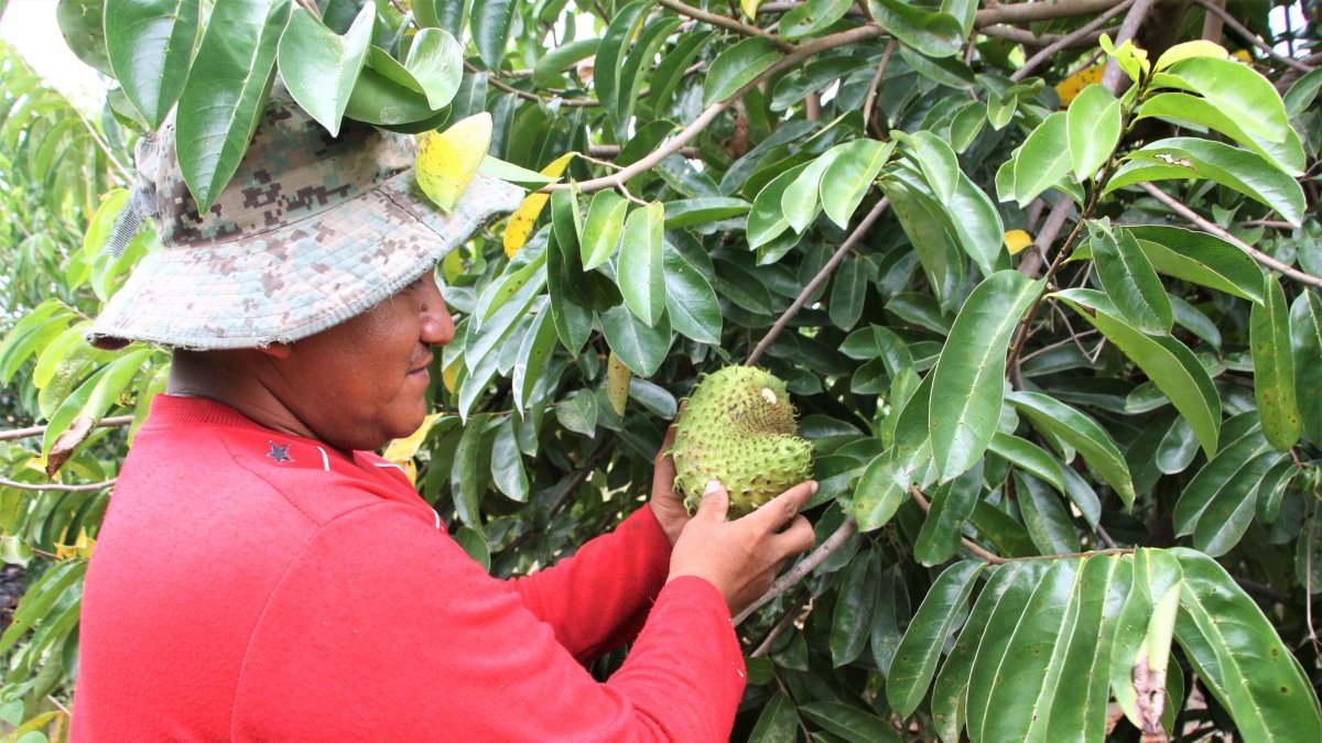 Producción. El comunero Nelsón Tomalá se arriesgó a cambiar el cultivo de maíz por las guanábanas