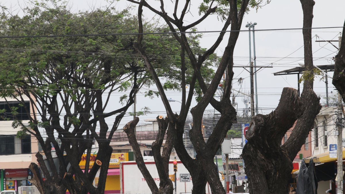 Talan varios árboles en Samanes, en la Av. Francisco Rizzo y Francisco Ayora