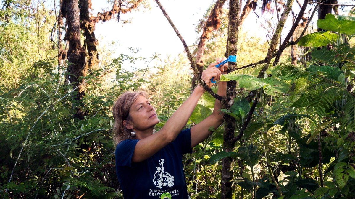Fotografía cedida por la Fundación Charles Darwin y fechada el 9 de marzo del 2018, que muestra a la ecóloga de restauración alemana Heinke Jäger, de la Fundación Charles Darwin (FCD), mientras realiza un recorrido por el ecosistema de Galapagos (Ecuador).