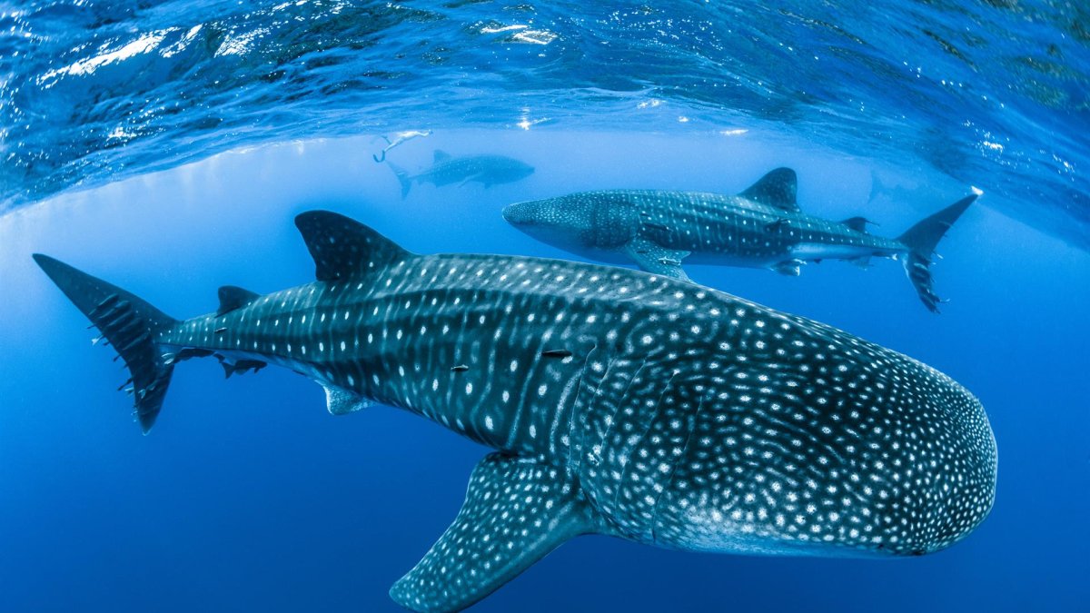 El transporte marítimo supone una importante amenaza para el tiburón ballena, en peligro de extinción.EFE/ Crédito: Simon Pierce. Imagen facilitada por la Universidad de Southampton y la Asociación de Biología Marina.
