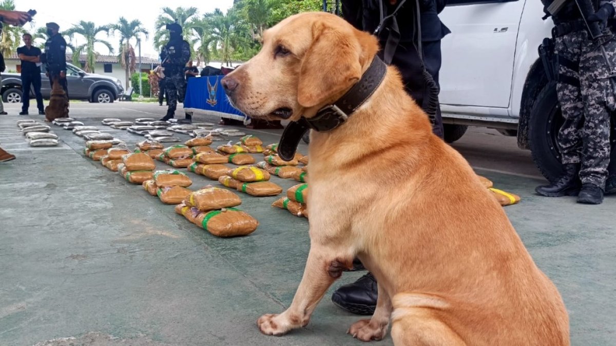 La Unidad Antinarcóticos de la Policía Nacional incautó 101 kilos de marihuana este fin de semana en Esmeraldas.