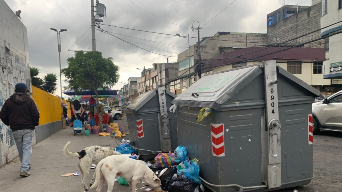 Perros. El problema no es solo la falta de capacidad de los contenedores, sino que la gente deja la basura donde quiere y eso atrae a perros, ratas y mosquitos.