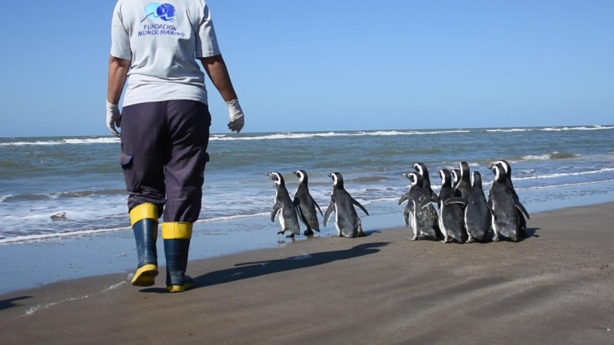 Las aves marinas fueron liberadas la semana pasada en la localidad de San Clemente del Tuyú, al sur de la provincia de Buenos Aires, aunque fue hoy cuando se informó del proceso.