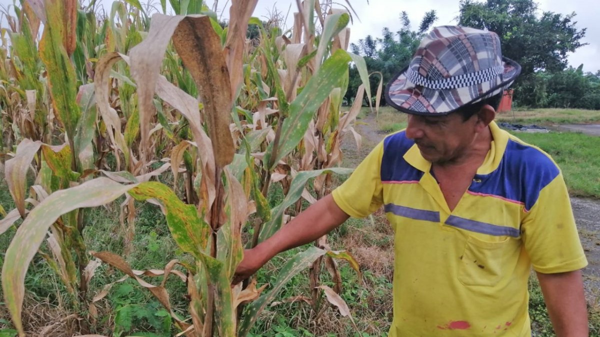 Efecto. Segundo Morán muestra las consecuencias que ha dejado la plaga.