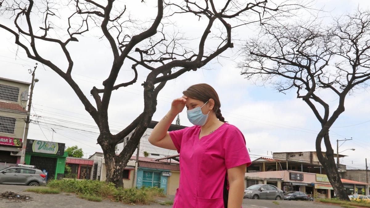 En Samanes, así permanecen los árboles: algunos talados, otros secos, sin hojas.