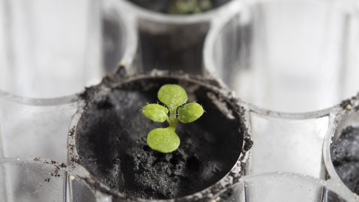 Una planta de berro (Arabidopsis thaliana) cultivada en suelo lunar durante unas dos semanas en el laboratorio de la institución en Gainesville, Florida