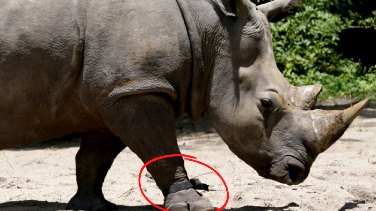 Helen, una rinoceronte blanca de 30 años, lleva un dispositivo de fitness en su pata delantera derecha mientras camina por la sabana del parque temático Animal Kingdom de Walt Disney World.