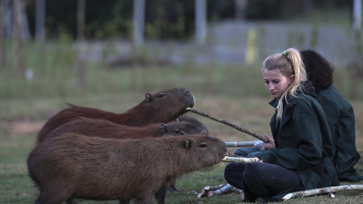 Unas personas alimentan unos capibaras en la ribera del río Pinheiros, el 16 de mayo de 2022, en Sao Paulo (Brasil).