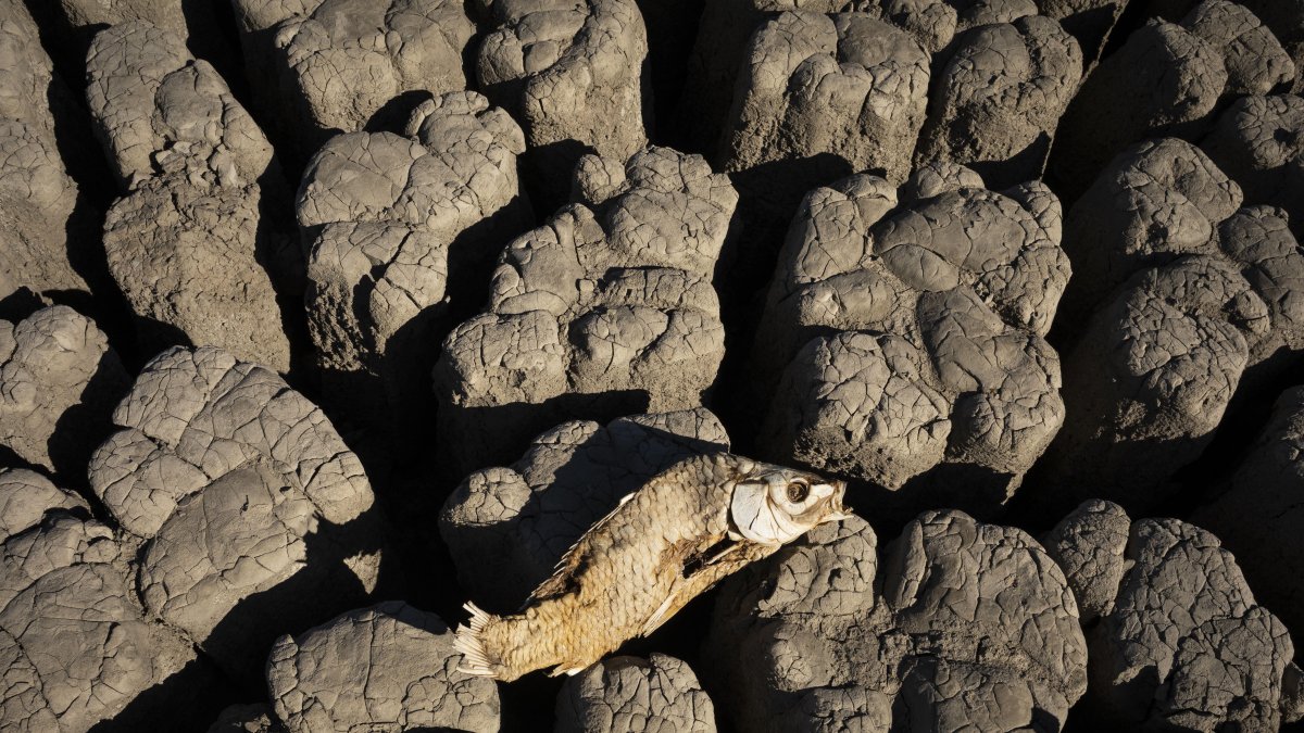 Imagen de archivo de la extrema sequía en la presa de Nqweba, en Sudáfrica.