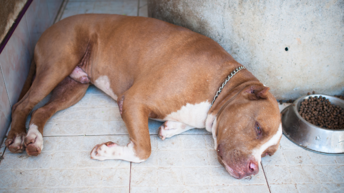 Perro pitbull, referencial